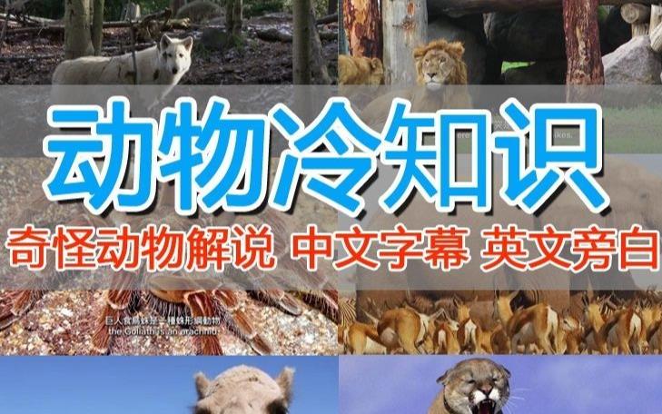 外面卖1699的国外纪录片解说（动物解说、美食、动画片）稳过中视频-最全资源库